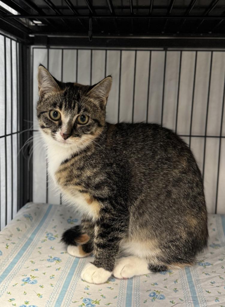 Dela, Adoptable, Kitten Female Domestic Short Hair.