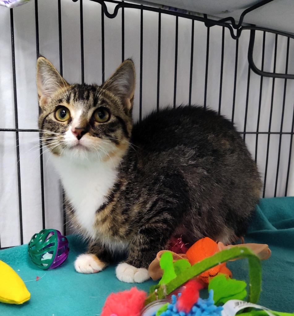 Dela, a Adoptable mixed breed in Grand Forks, ND image 2/3