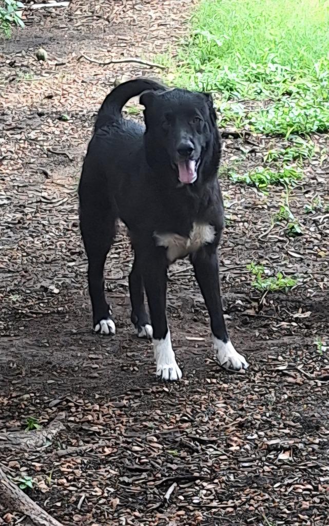 Daisy, Adoptable, Senior Female Border Collie & Labrador Retriever.