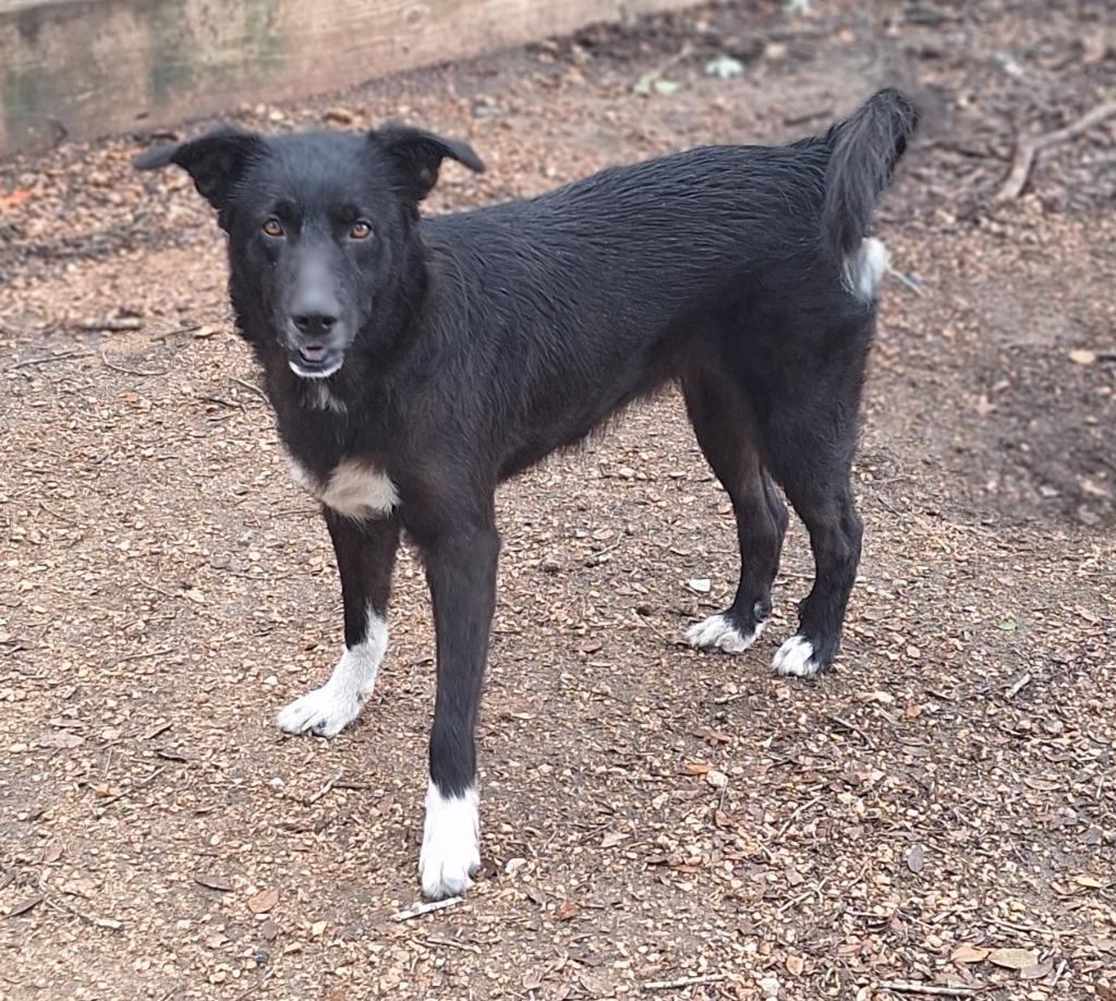 Daisy, a Adoptable mixed breed in Lockhart, TX image 2/3