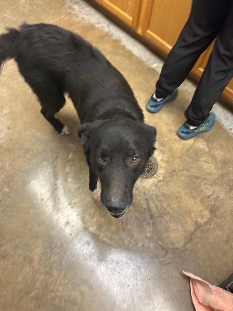 Daisy, a Adoptable mixed breed in Lockhart, TX image 3/3