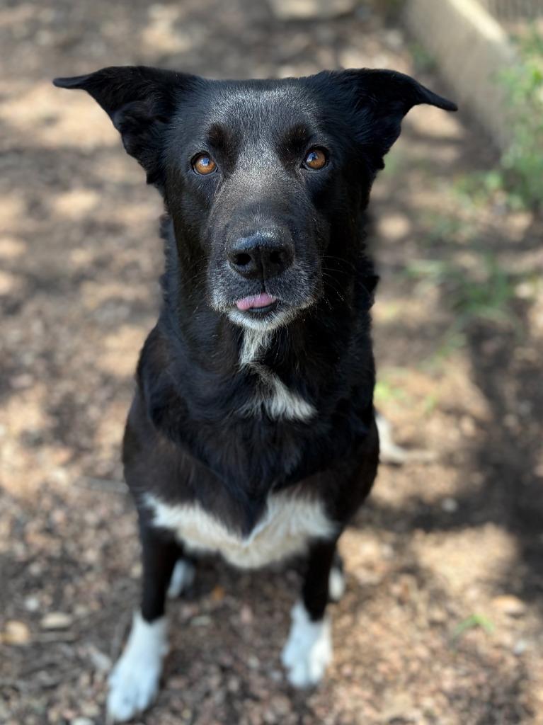 Enlarge Daisy, a Adoptable mixed breed in Lockhart, TX image 4/4
