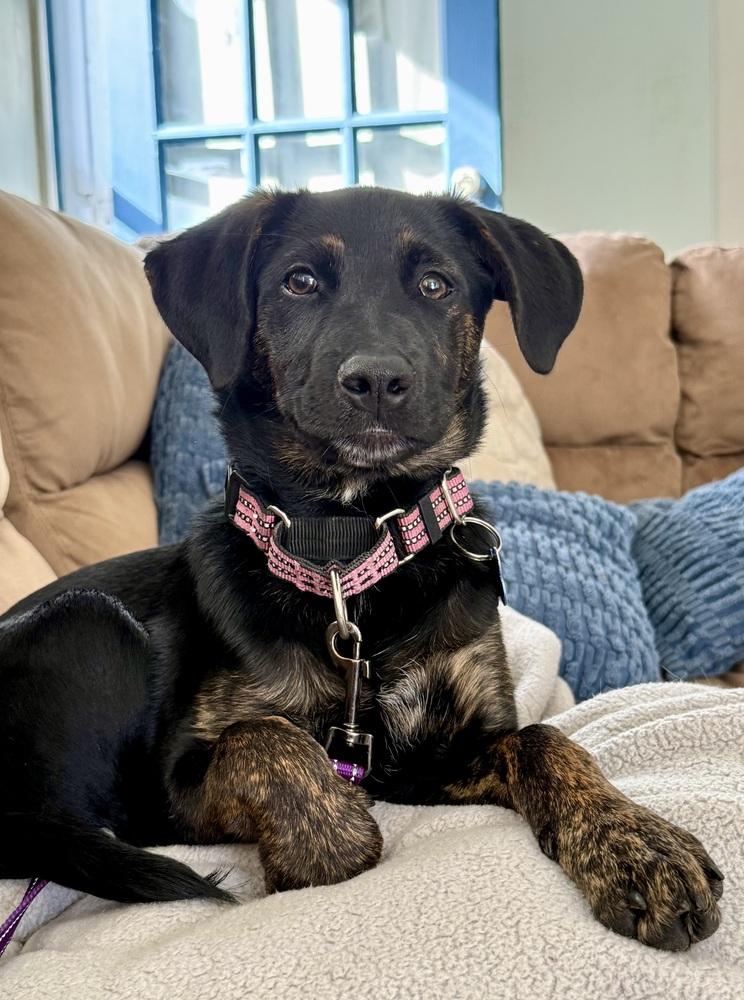 Nova, Adoptable, Puppy Female Coonhound & Mixed Breed.