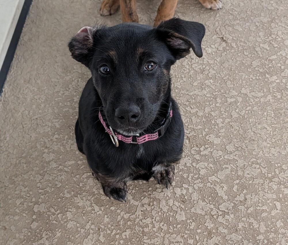 Nova, a Adoptable mixed breed in Seminole, FL image 1/3