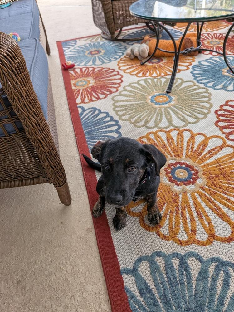 Nova, a Adoptable mixed breed in Seminole, FL image 2/3