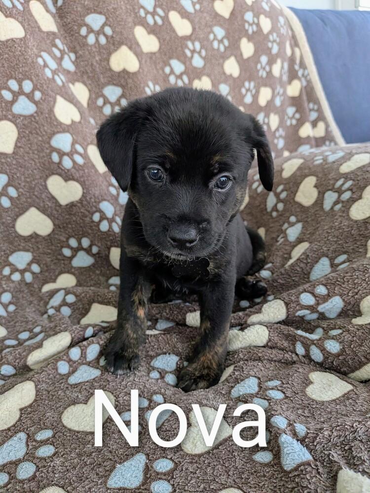 Nova, a Adoptable mixed breed in Seminole, FL image 3/3