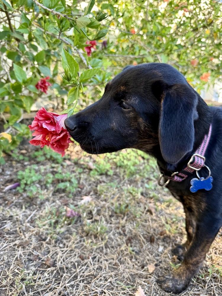 Enlarge Nova, a Adoptable mixed breed in Seminole, FL image 4/6