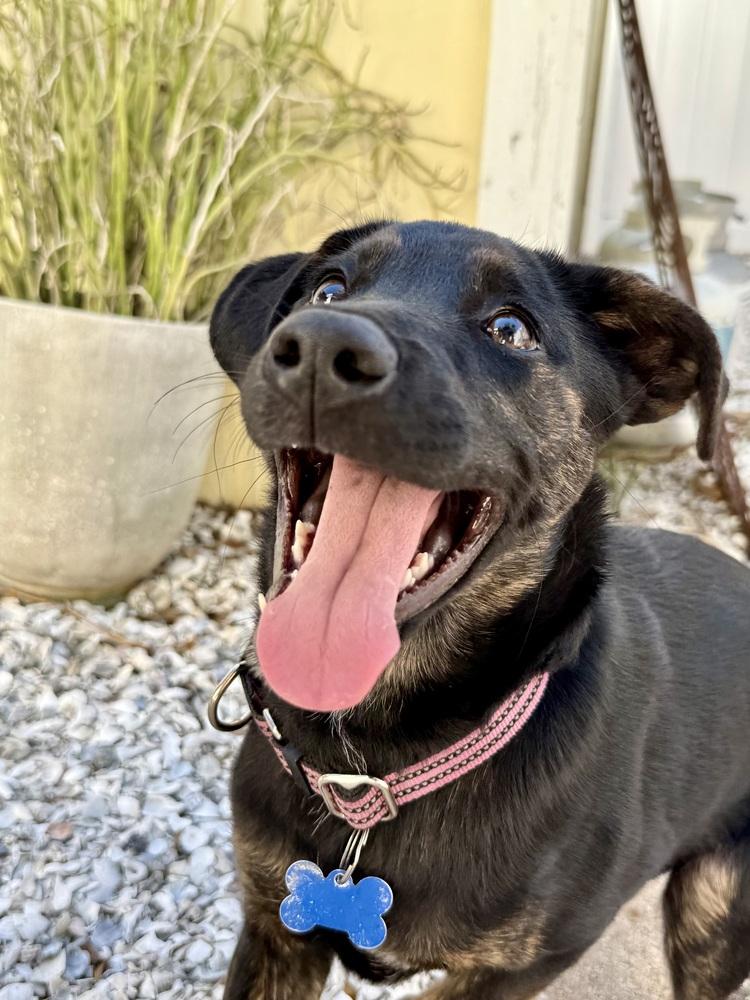 Enlarge Nova, a Adoptable mixed breed in Seminole, FL image 5/6