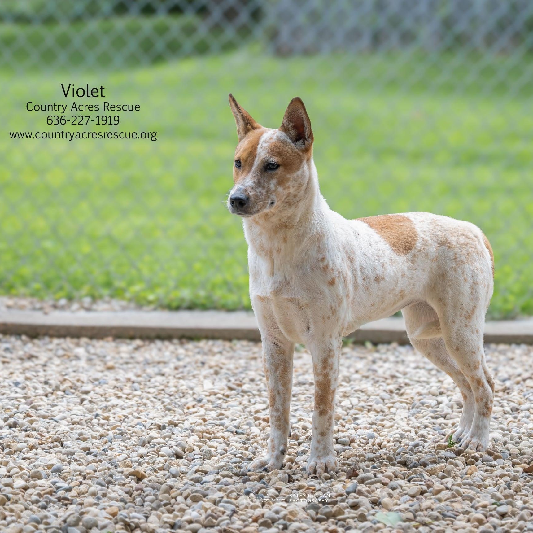 Violet, an adoptable mixed breed in Manchester, MO image 2/5