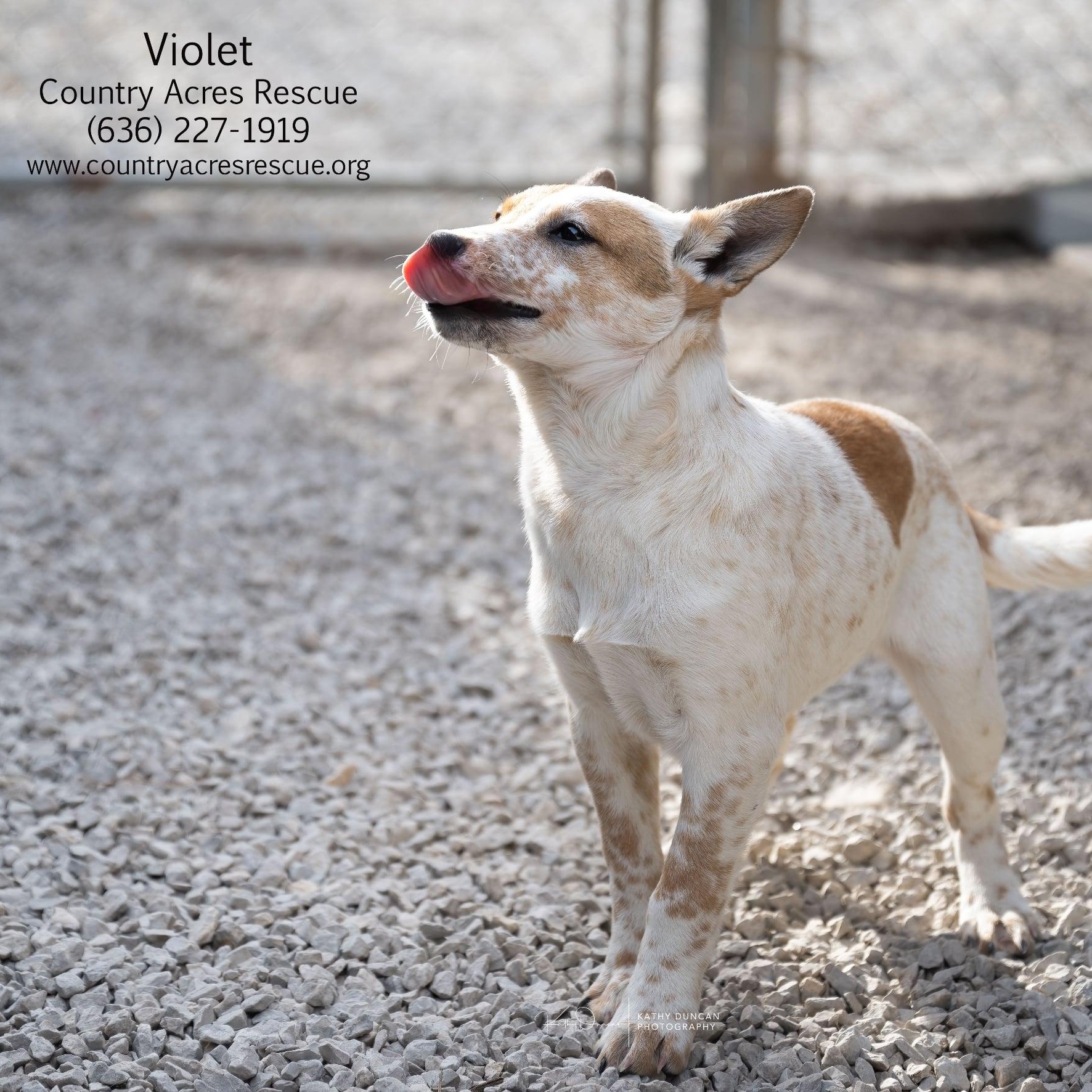 Enlarge Violet, a ADOPTABLE mixed breed in Manchester, MO image 3/4