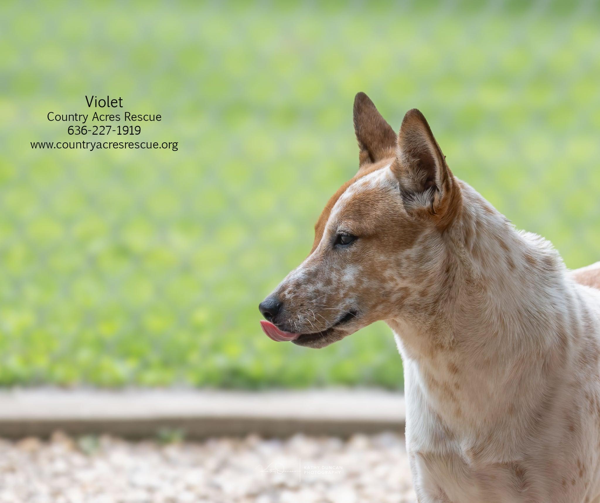 Violet, an adoptable mixed breed in Manchester, MO image 3/5