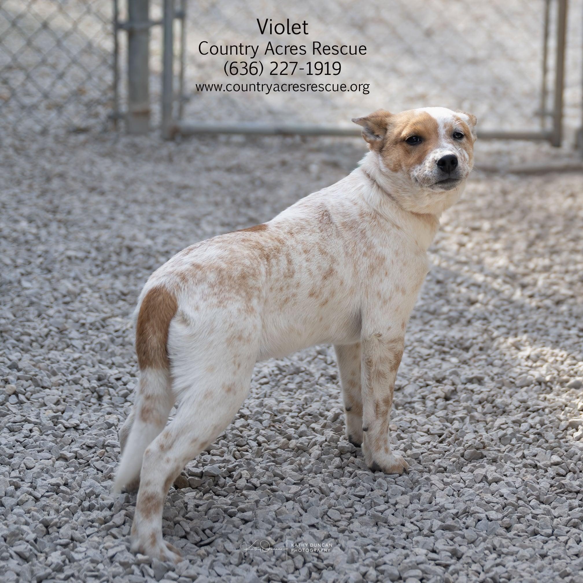 Enlarge Violet, a ADOPTABLE mixed breed in Manchester, MO image 4/4