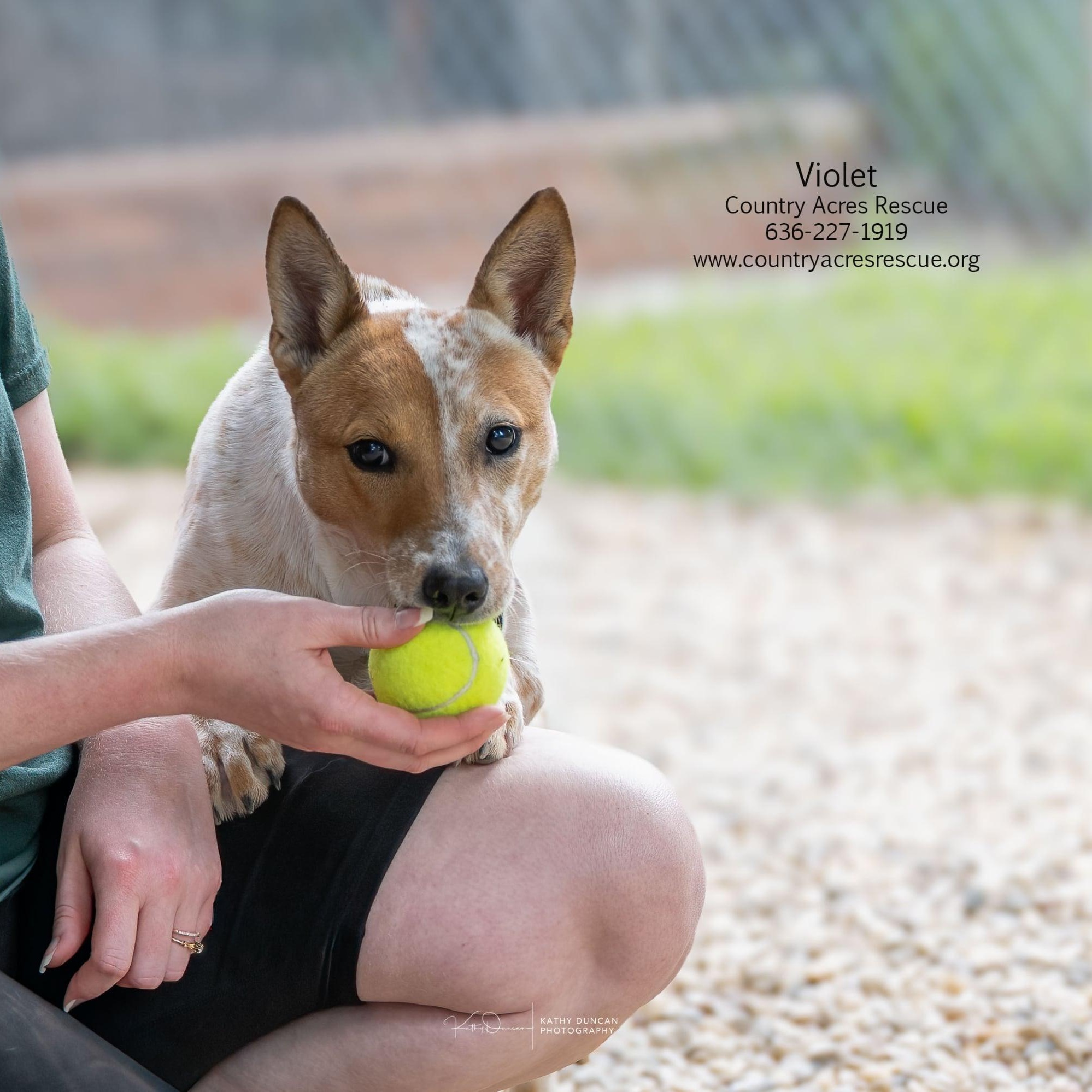 Violet, an adoptable mixed breed in Manchester, MO image 4/5