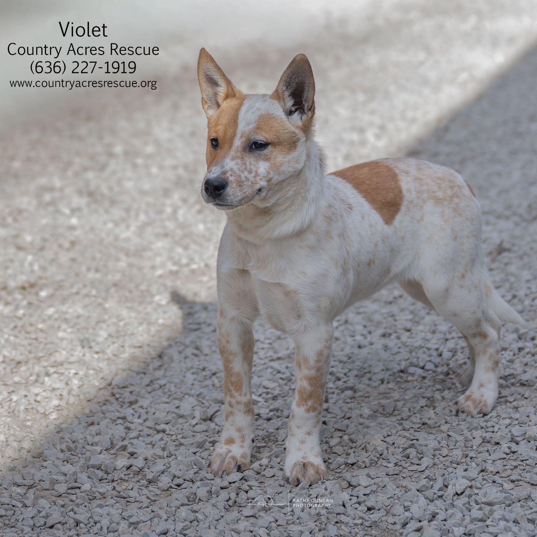 Enlarge Violet, a ADOPTABLE mixed breed in Manchester, MO image 2/4