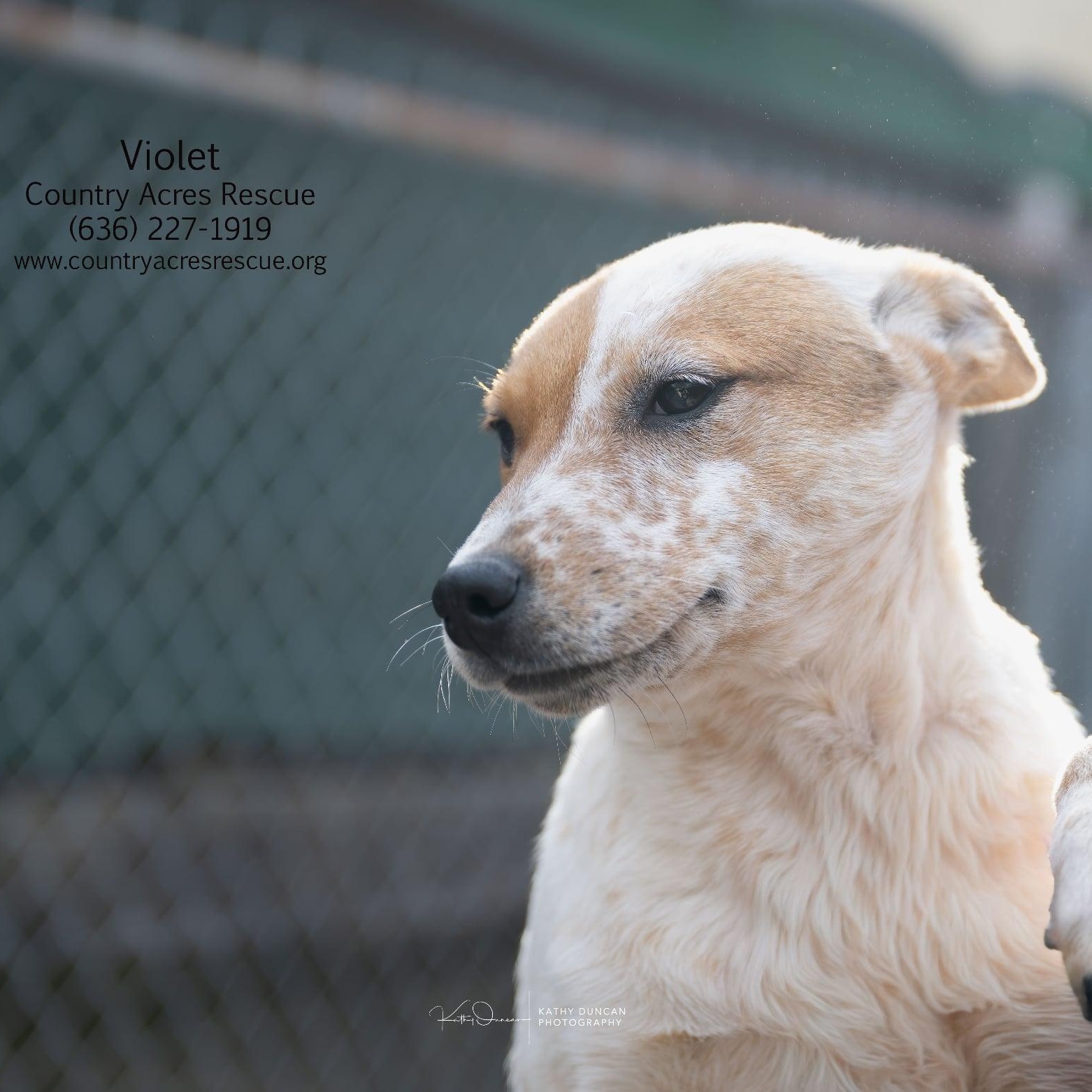 Violet, ADOPTABLE, Puppy Female Cattle Dog.