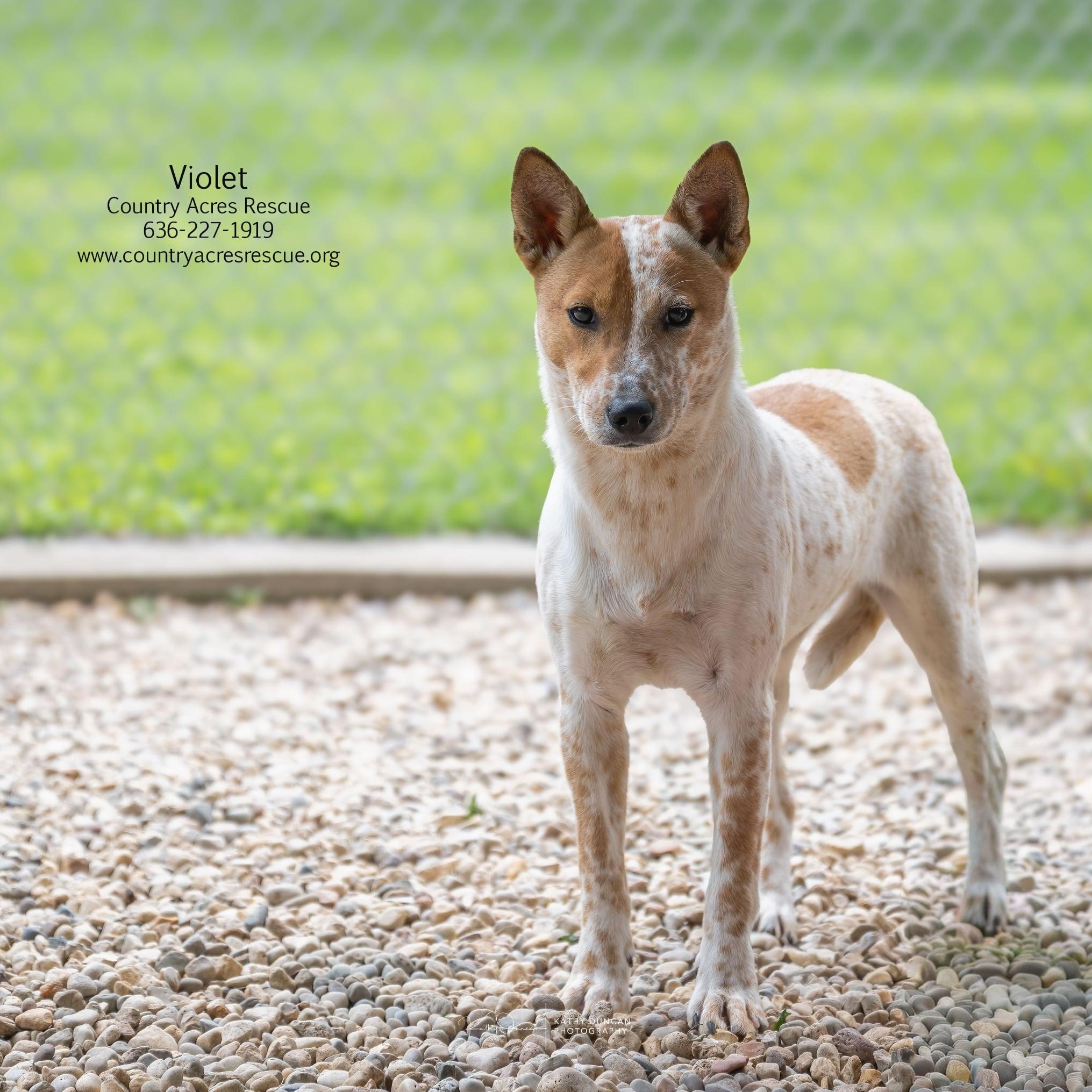 Violet, an adoptable mixed breed in Manchester, MO image 5/5