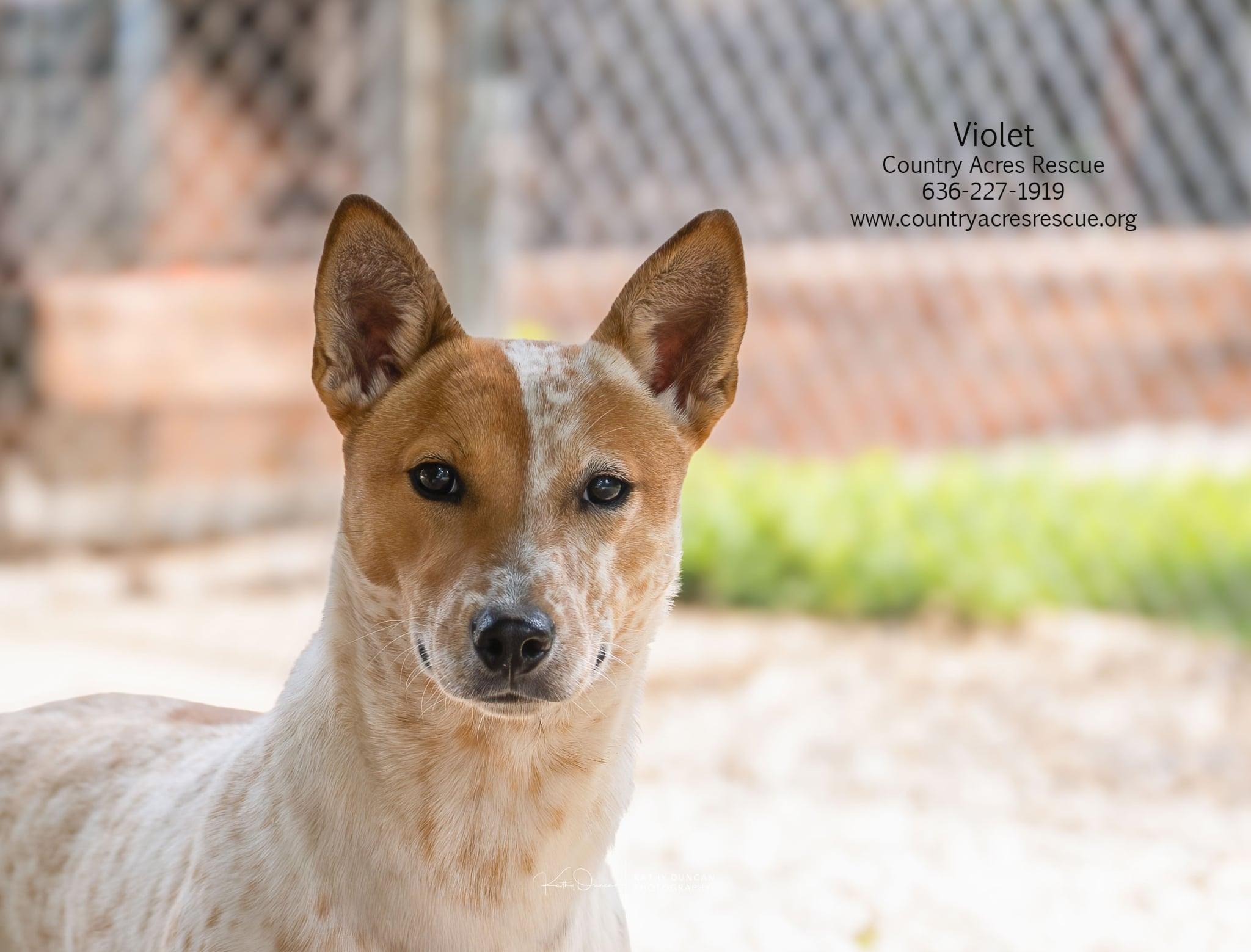 Violet, adoptable, Young Female Cattle Dog.