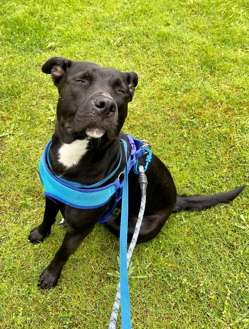Izzy, an adoptable Labrador Retriever, Mixed Breed in Lyndhurst, OH, 44124 | Photo Image 1