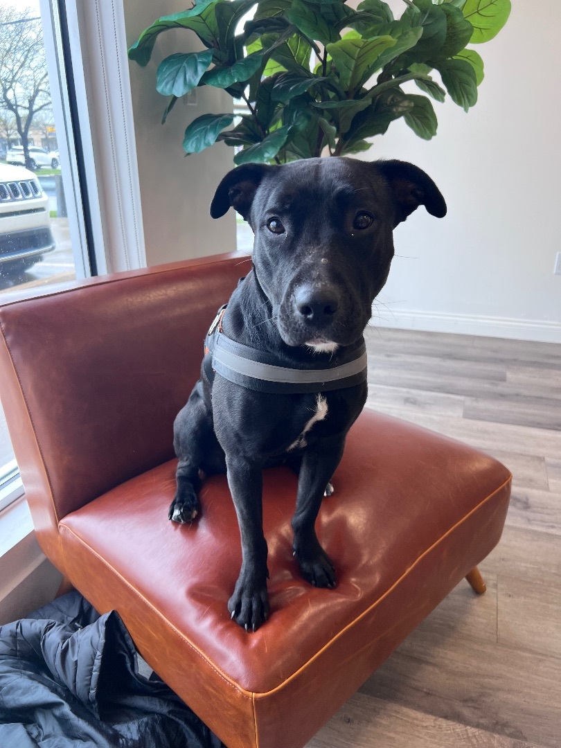 Izzy, an adoptable Labrador Retriever, Mixed Breed in Lyndhurst, OH, 44124 | Photo Image 6
