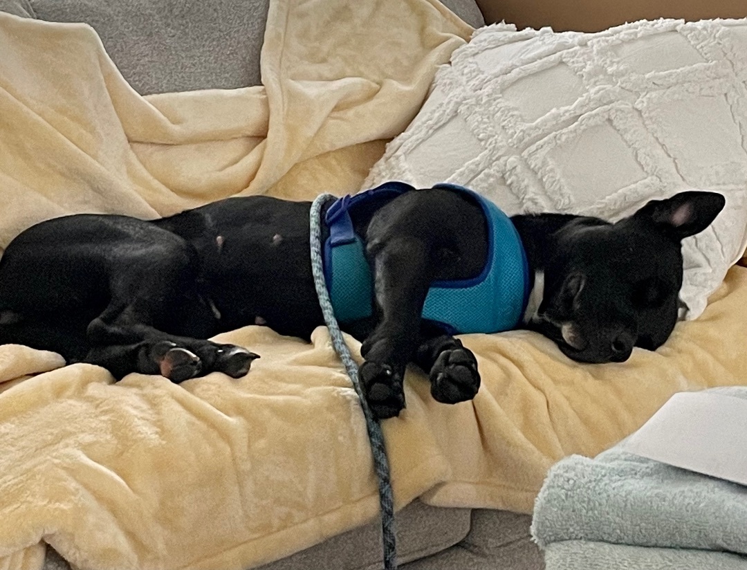 Izzy, an adoptable Labrador Retriever, Mixed Breed in Lyndhurst, OH, 44124 | Photo Image 2