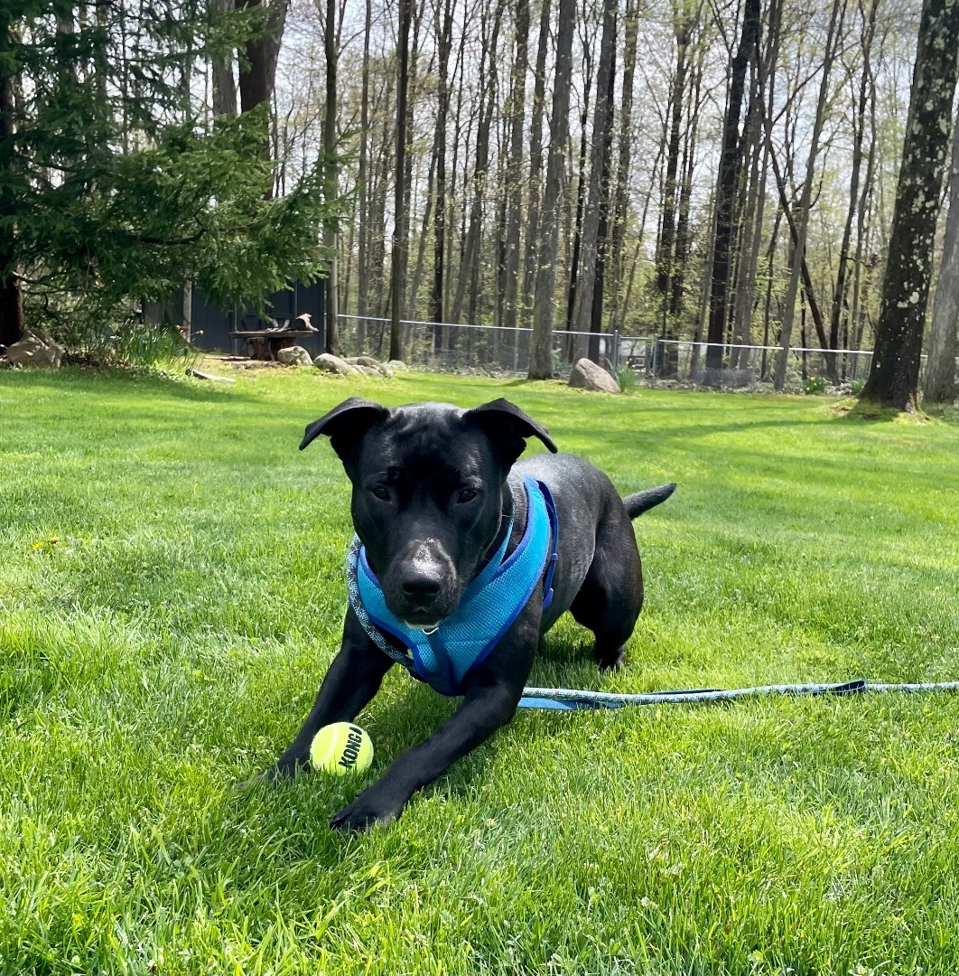 Izzy, an adoptable Labrador Retriever, Mixed Breed in Lyndhurst, OH, 44124 | Photo Image 3