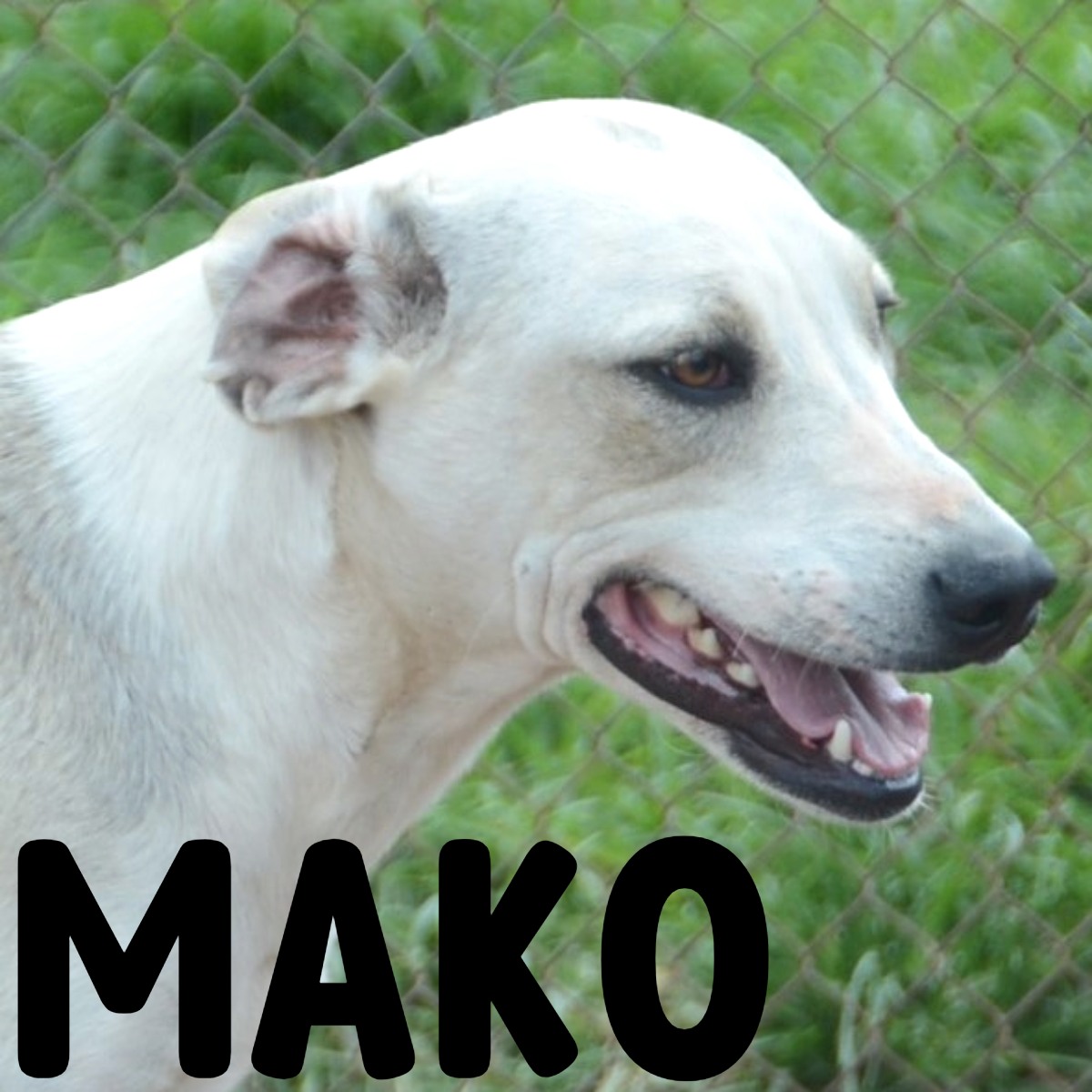 Mako, Adoptable, Adult Male Mixed Breed.