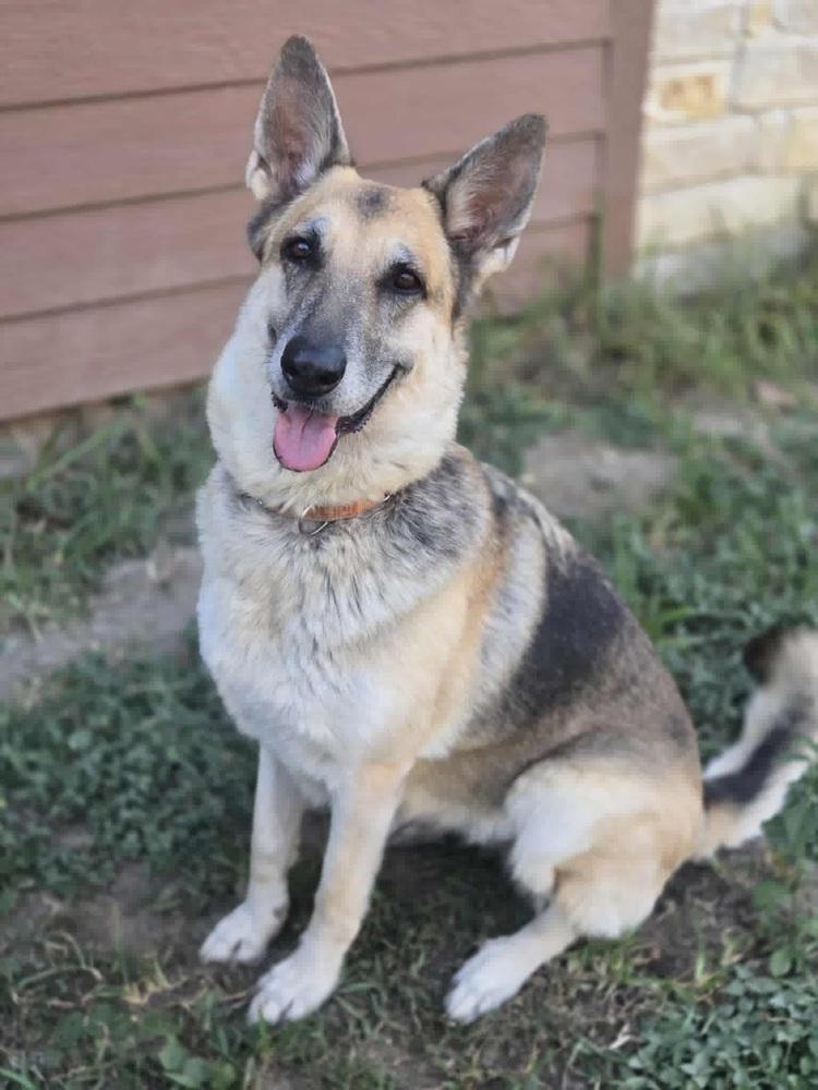 Camilla, a Adoptable German Shepherd Dog in Brookshire, TX image 1/6