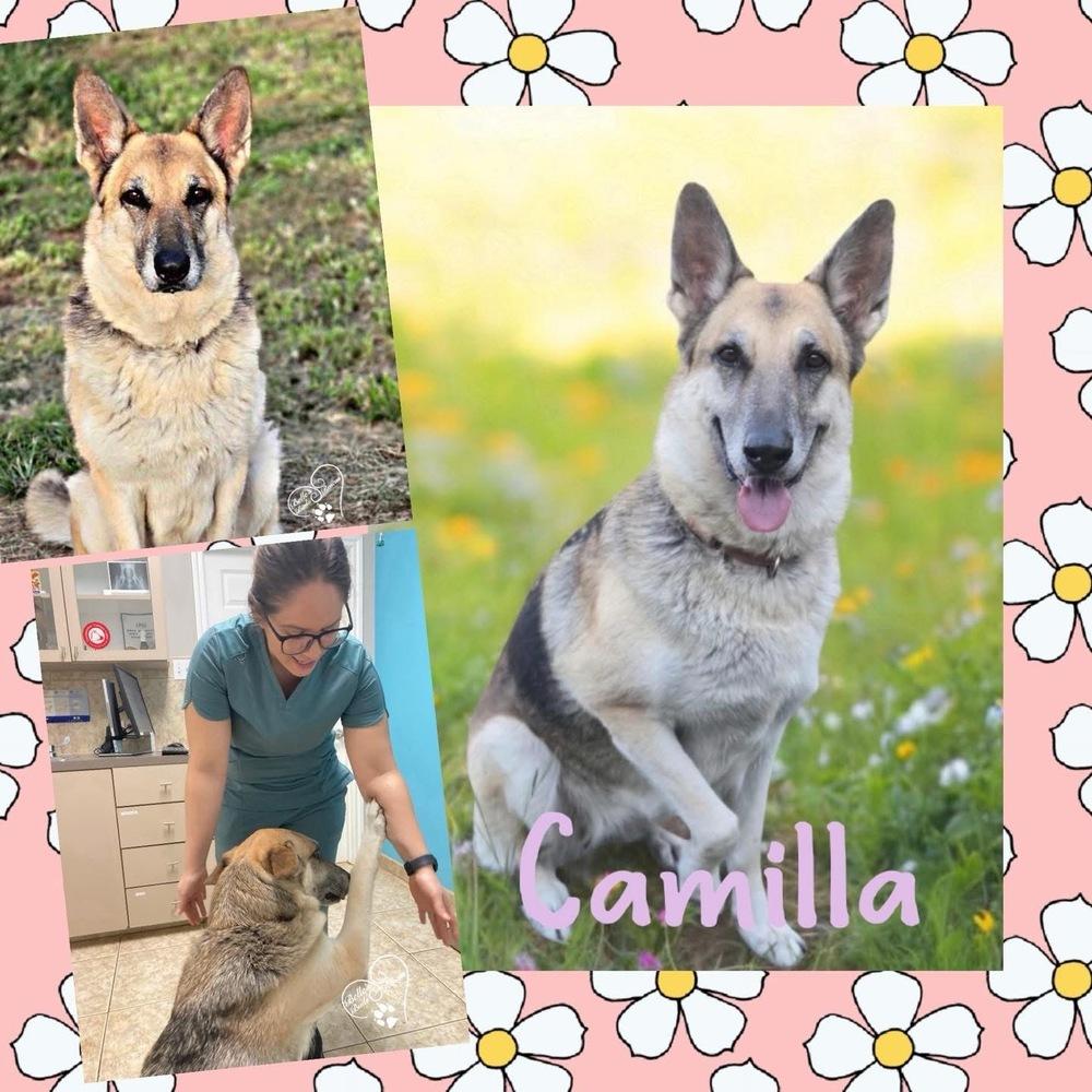 Camilla, a Adoptable German Shepherd Dog in Brookshire, TX image 2/6