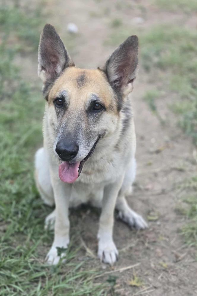 Camilla, a Adoptable German Shepherd Dog in Brookshire, TX image 3/6