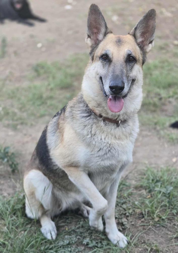 Camilla, a Adoptable German Shepherd Dog in Brookshire, TX image 4/6