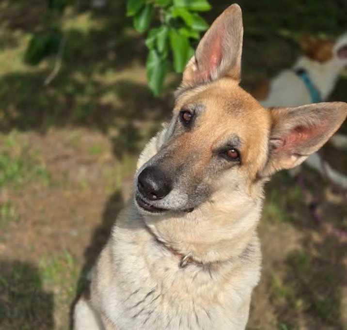 Camilla, a Adoptable German Shepherd Dog in Brookshire, TX image 5/6