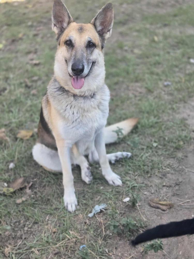 Camilla, a Adoptable German Shepherd Dog in Brookshire, TX image 6/6