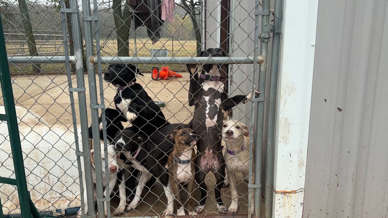 Enlarge Puppies! , a Adoptable mixed breed in Pilot Point, TX video 6/6