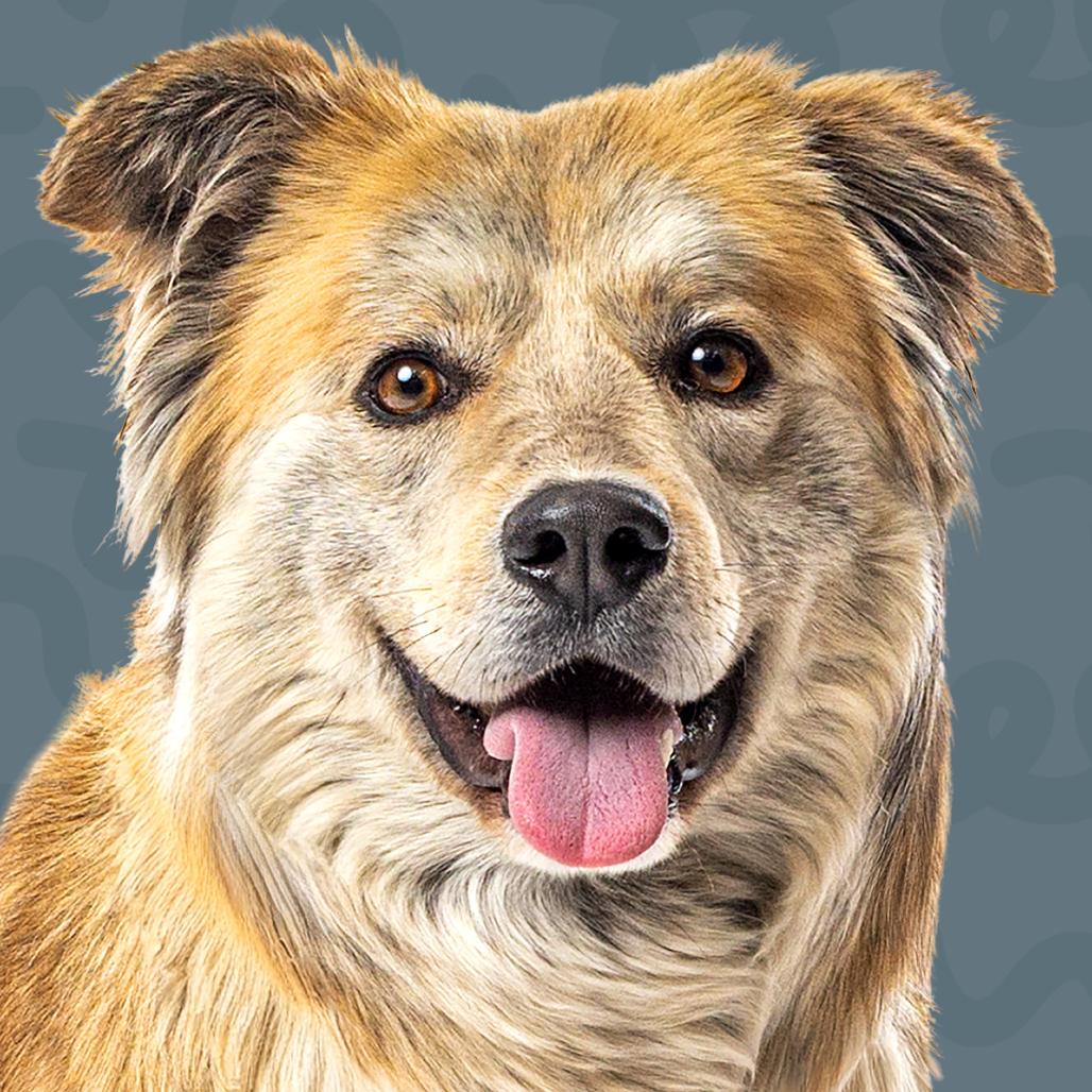 Teddy, a Adoptable mixed breed in Reno, NV image 1/3