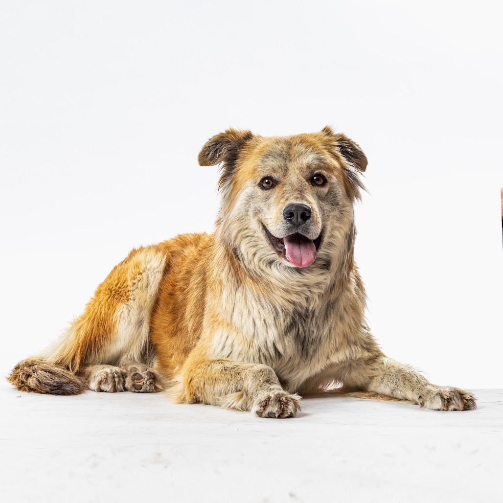 Teddy, a Adoptable mixed breed in Reno, NV image 2/3