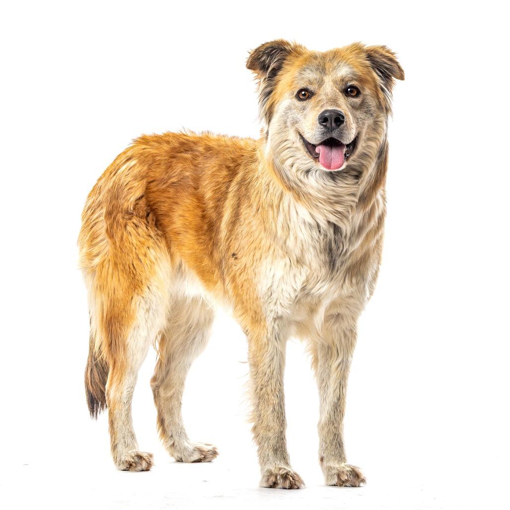 Teddy, a Adoptable mixed breed in Reno, NV image 3/3