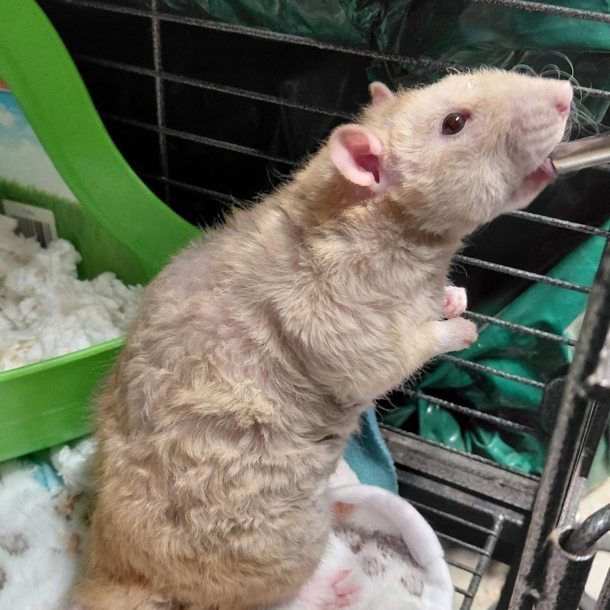 Winston, adopted, Adult Male Rat.
