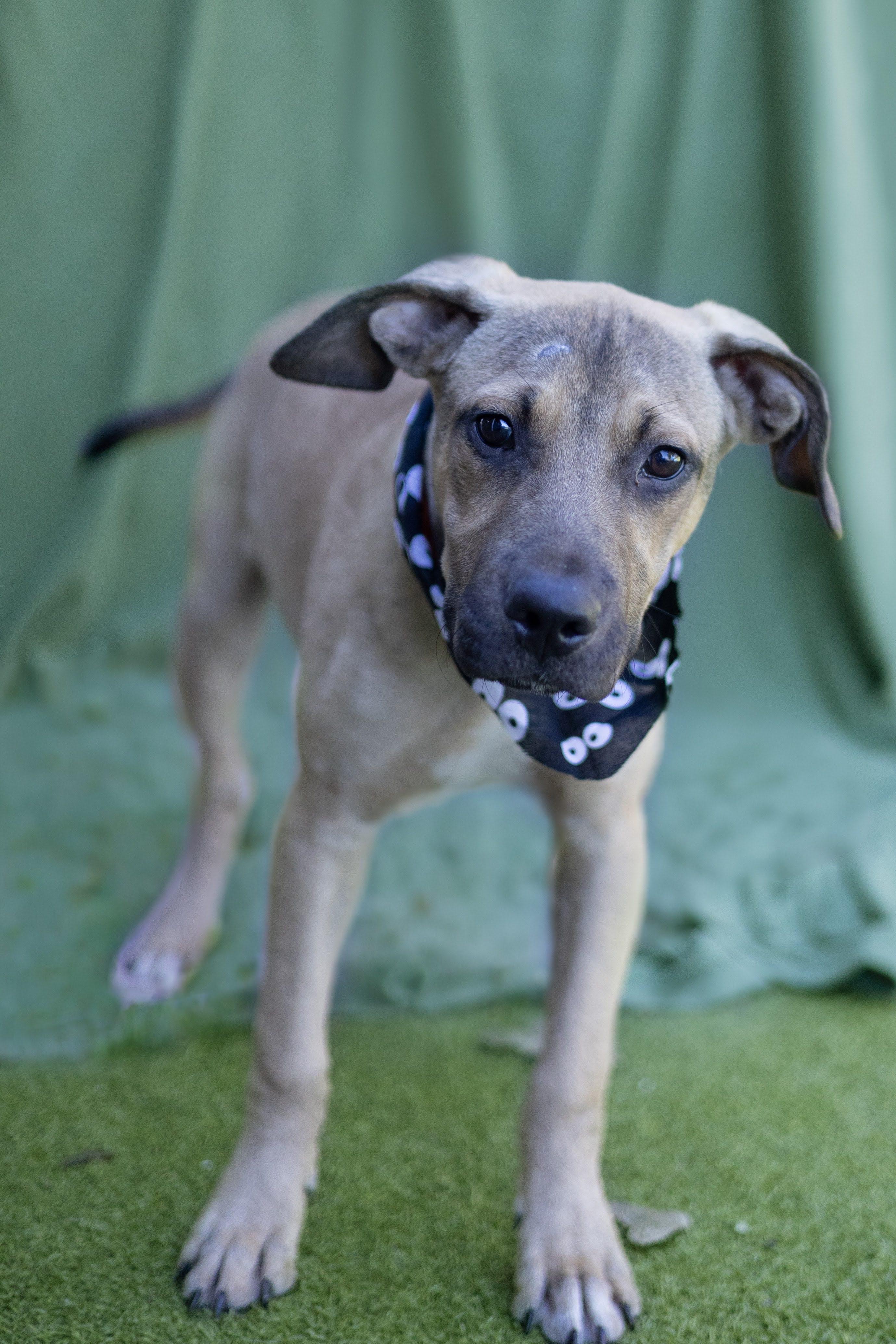 Cooper, Adoptable, Puppy Male Black Labrador Retriever & Coonhound.