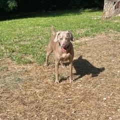 Willow, Adopted, Adult Female Weimaraner.