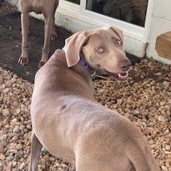 Enlarge Willow, a Adopted Weimaraner in Front Royal, VA image 2/2