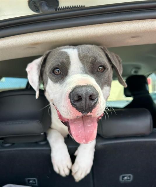 Enlarge HUNK, a Adoptable Pit Bull Terrier in Chula Vista, CA image 1/1