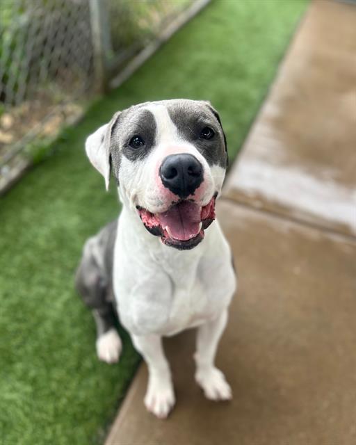 HUNK, Adoptable, Adult Male Pit Bull Terrier.