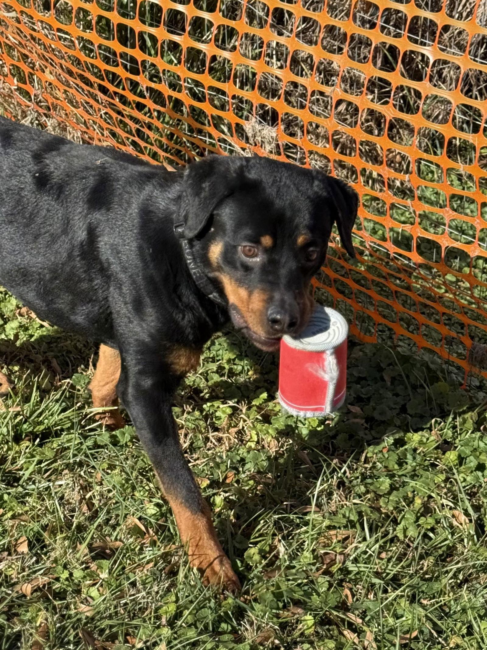 Einstein, Adoptable, Adult Male Rottweiler.