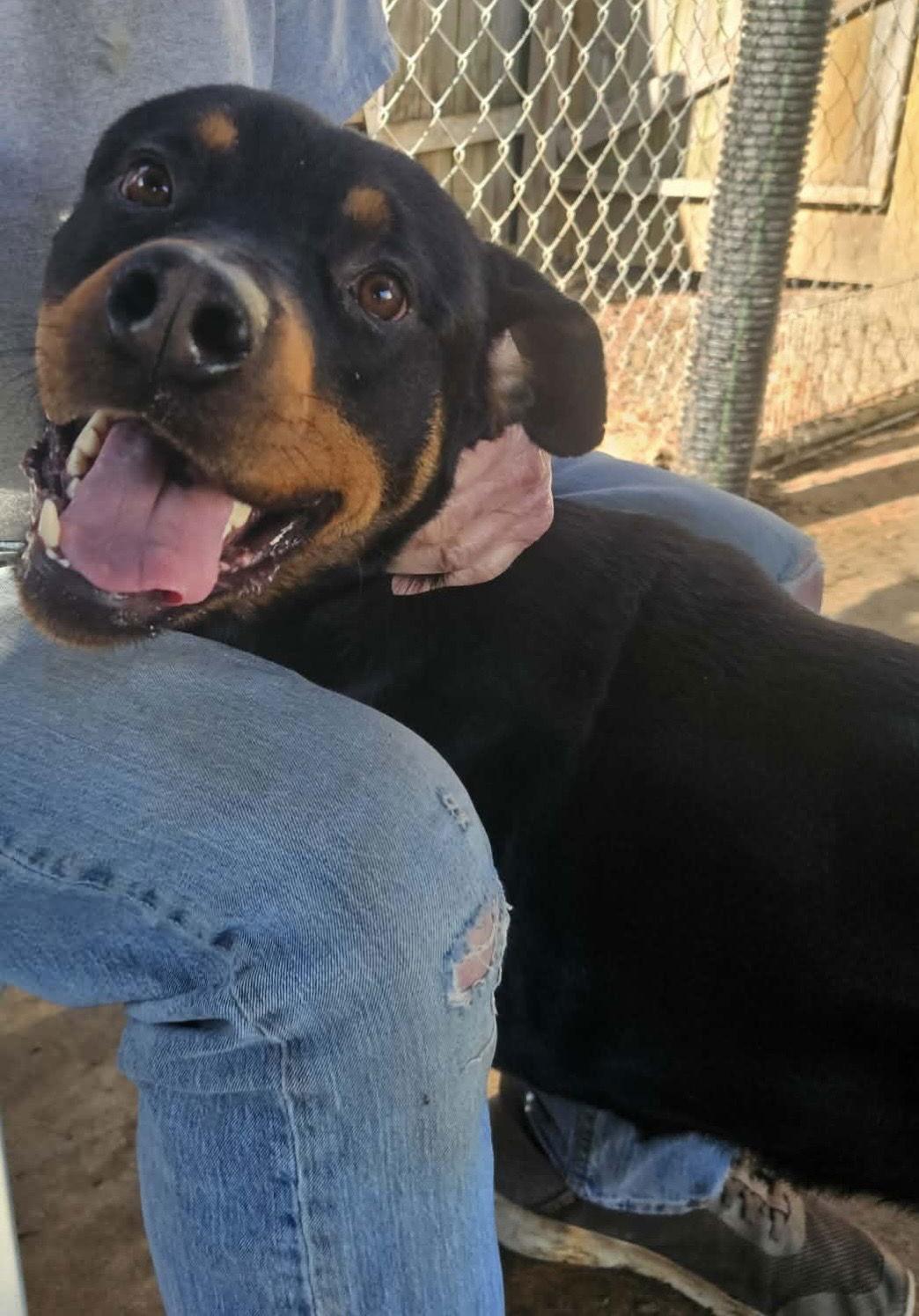 Enlarge Einstein, a Adoptable Rottweiler in Mooresville, NC image 2/3