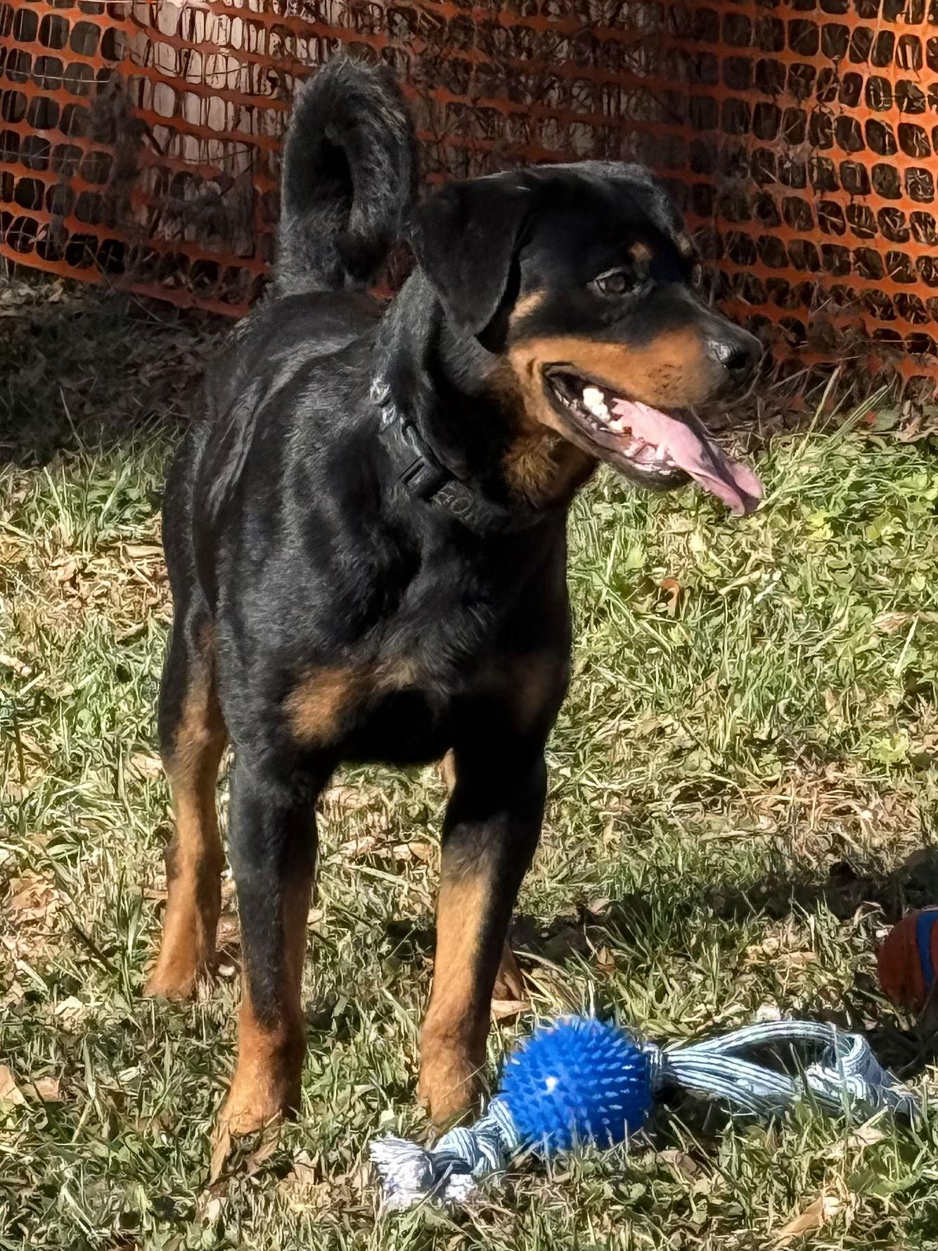 Enlarge Einstein, a Adoptable Rottweiler in Mooresville, NC image 3/3