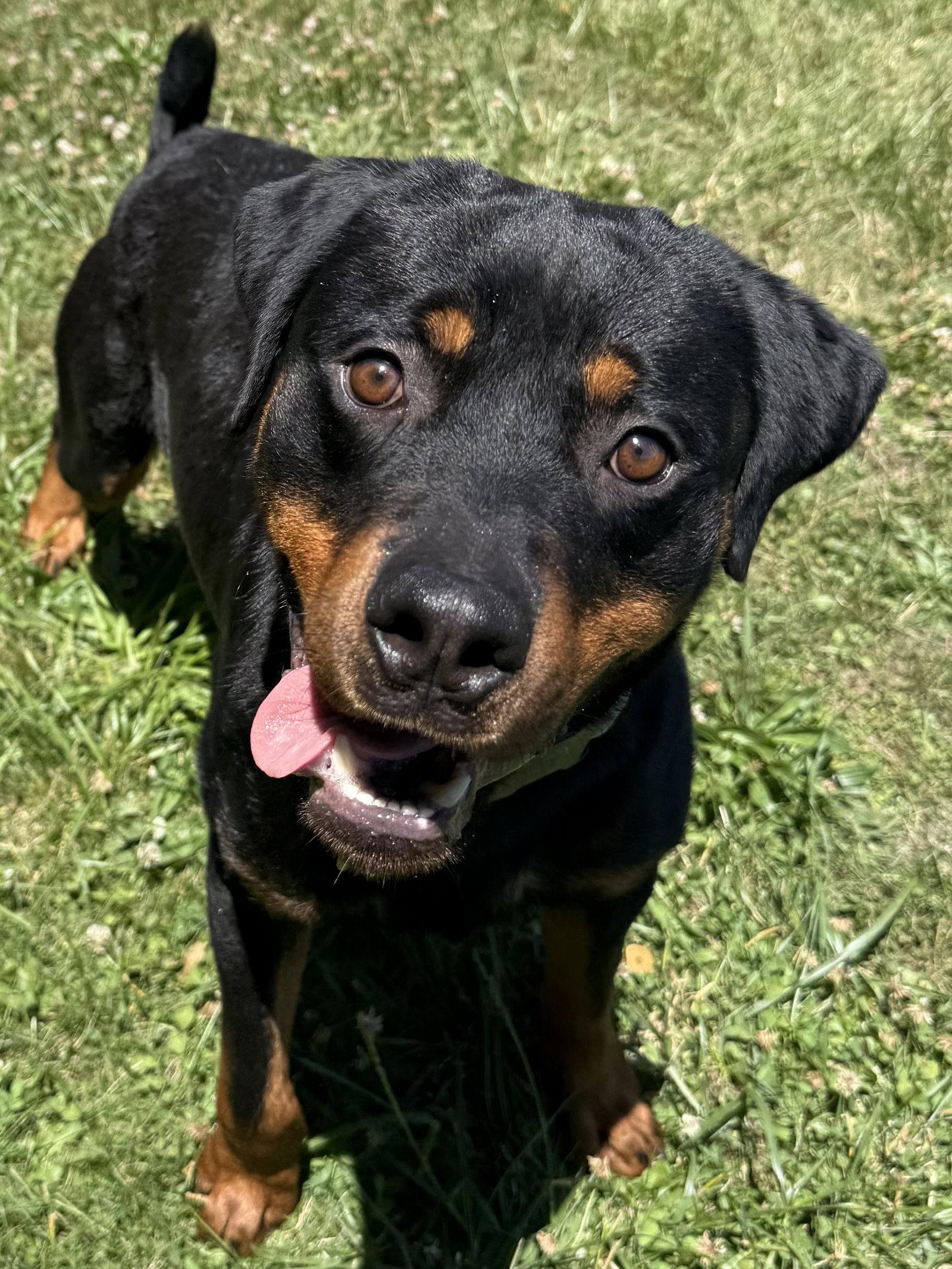 Einstein, Adoptable, Adult Male Rottweiler.