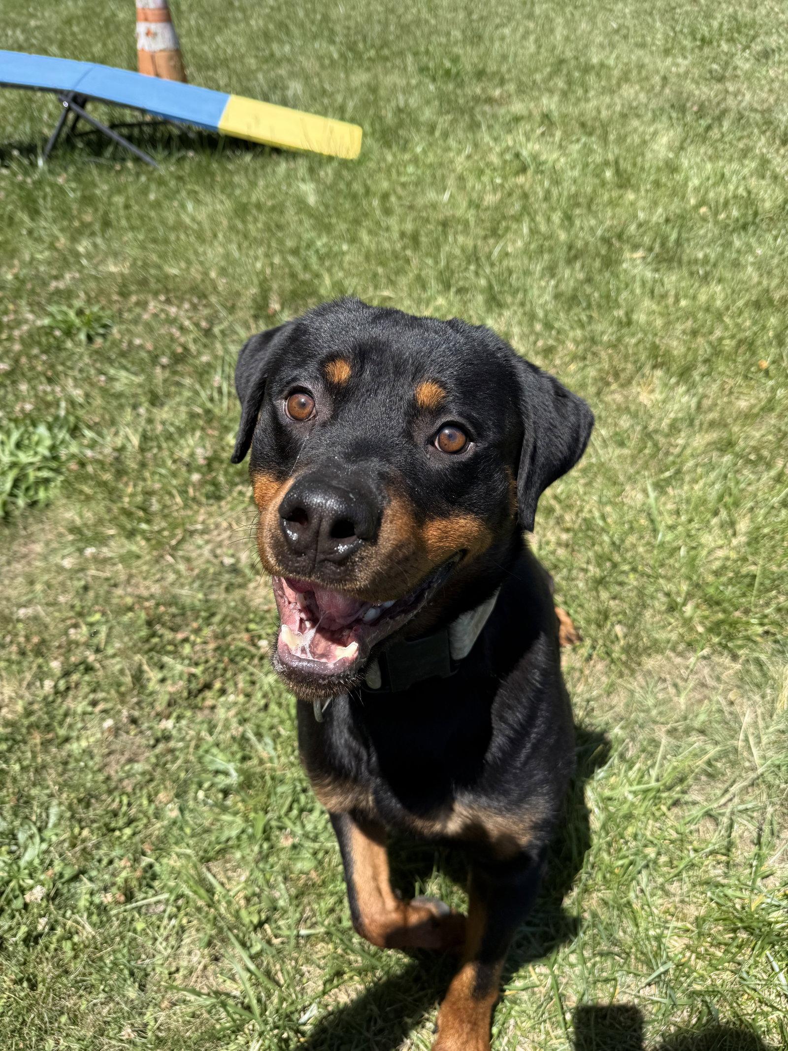Einstein, a Adoptable Rottweiler in Mooresville, NC image 2/3
