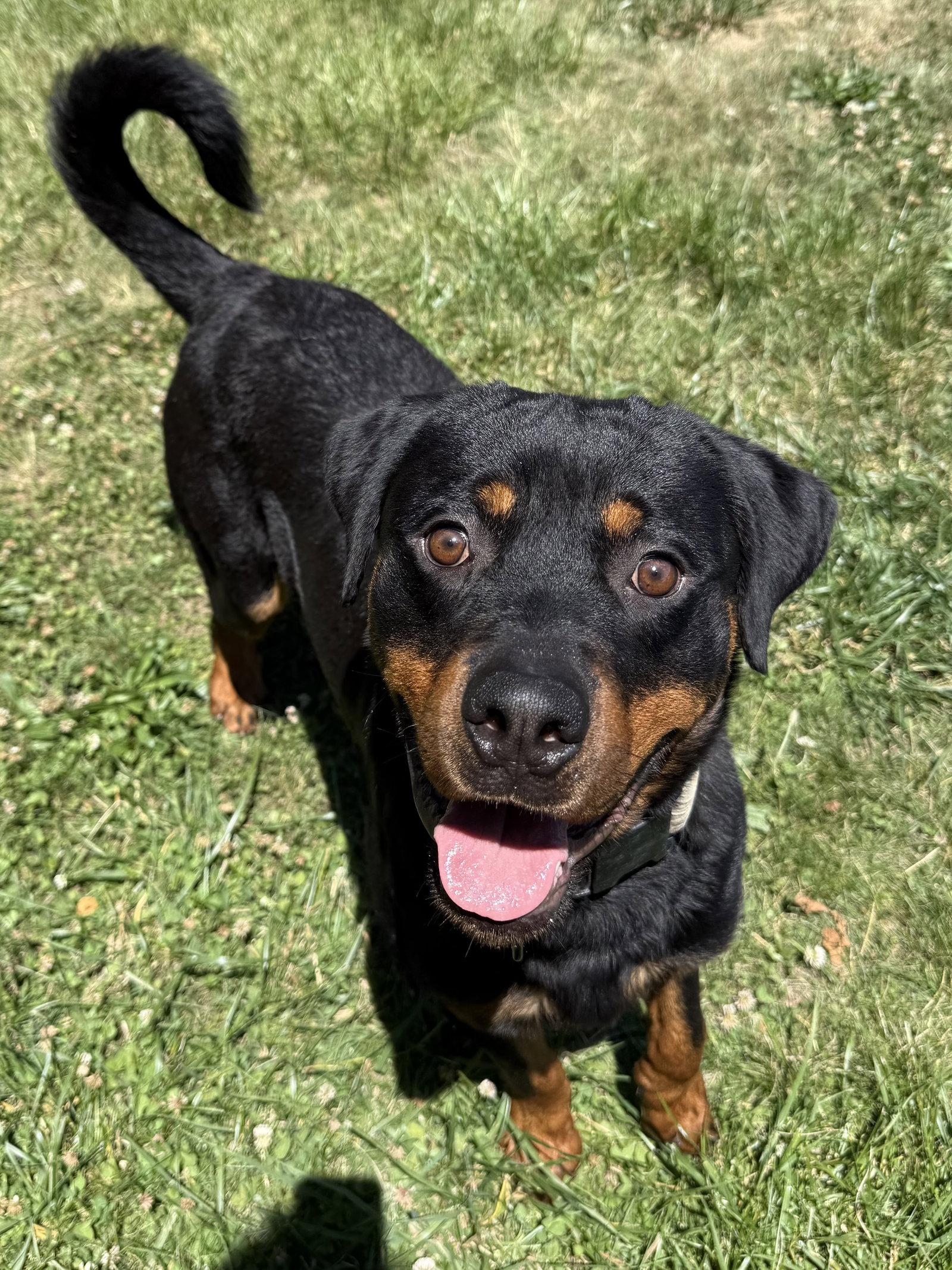 Einstein, a Adoptable Rottweiler in Mooresville, NC image 3/3