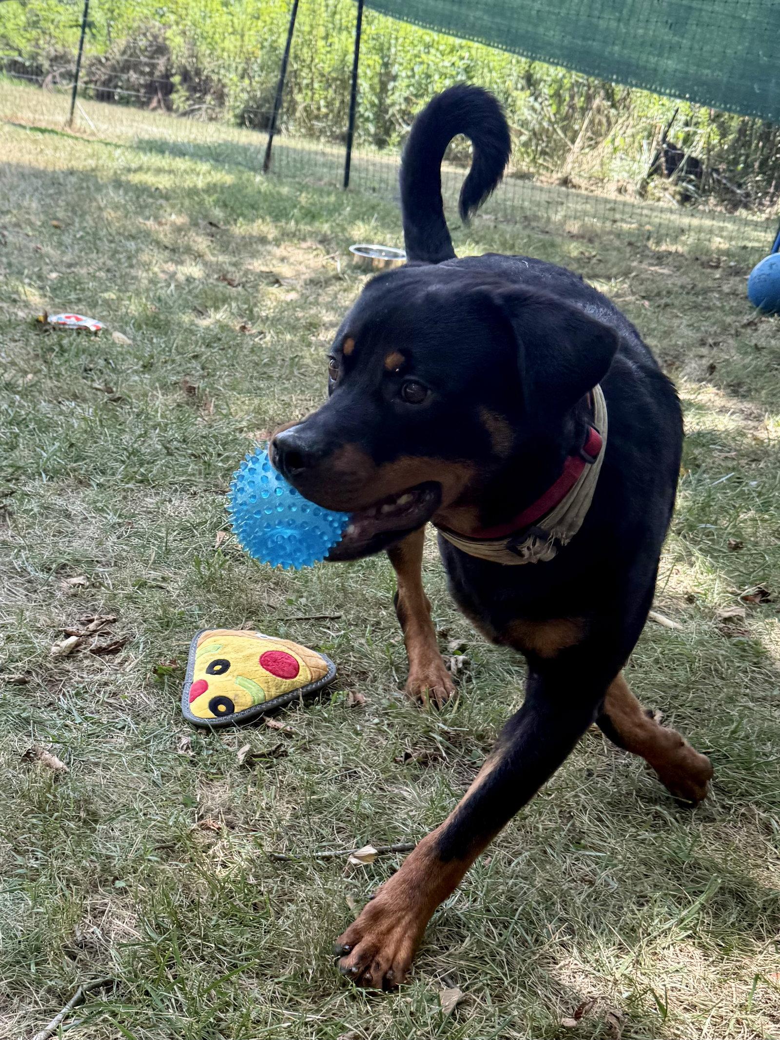 Enlarge Einstein, a Adoptable Rottweiler in Mooresville, NC image 3/3