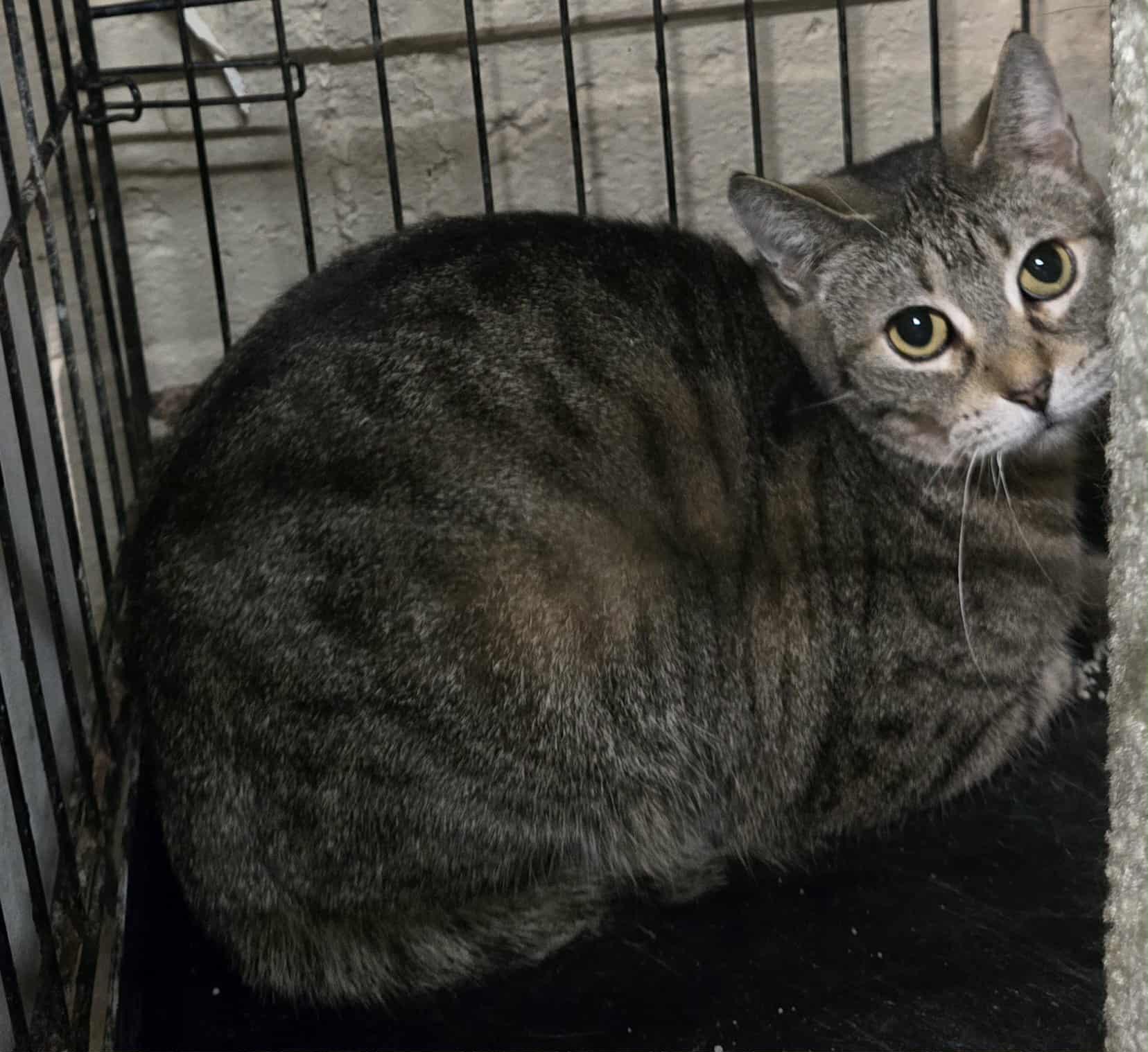 Enlarge Twinkie, a ADOPTABLE mixed breed in Freeport, IL image 1/1